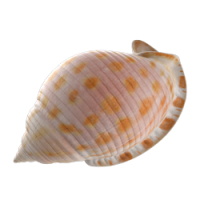 shell 1.png