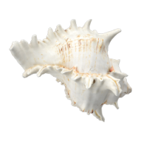 shell 2.png